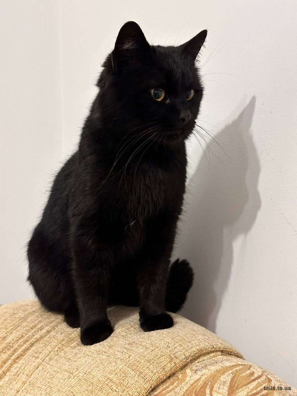 Чорненький після